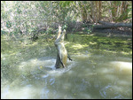Hartley Crocodile Farm