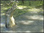 Hartley Crocodile Farm