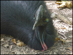 Cassowary 