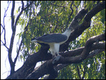 Sea Eagle