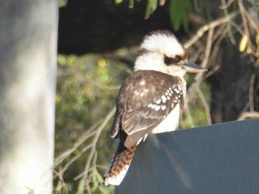Kookaburra