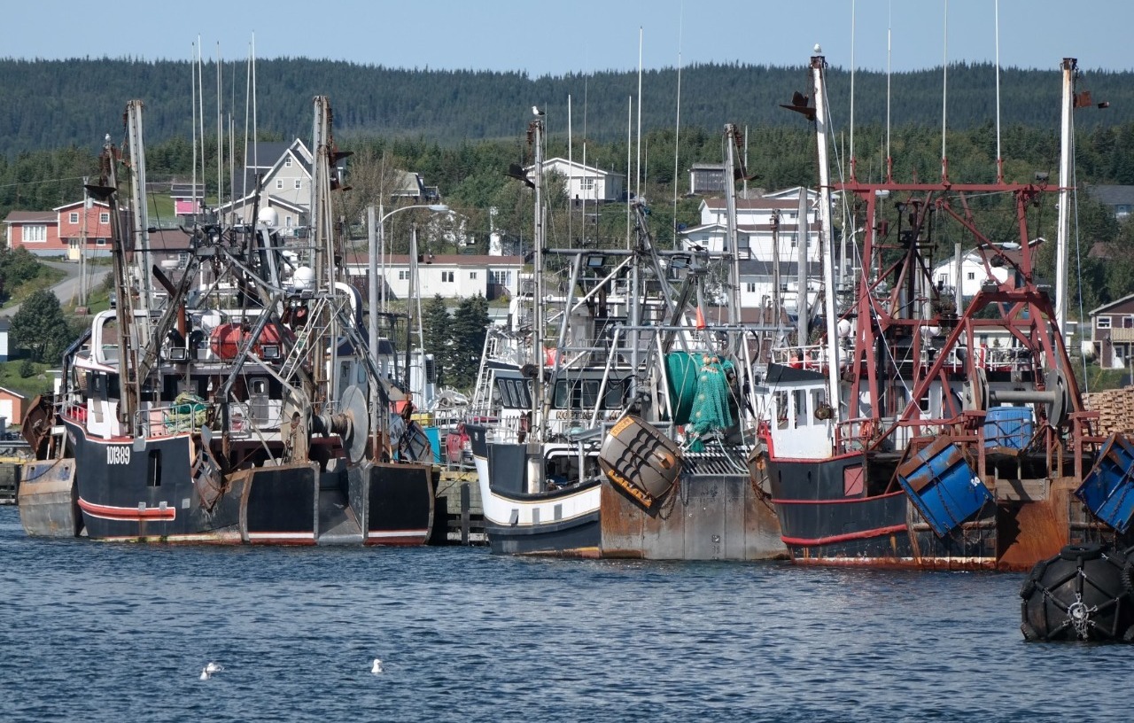 NEWFOUNDLAND, Commercial fishing shrimp pots. Saint Anthony