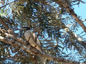 Apostle birds in the trees at Mout Garnett