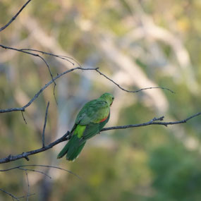 Parrot, Cobbold Gorge