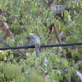 Rosella, Cobbold Gorge