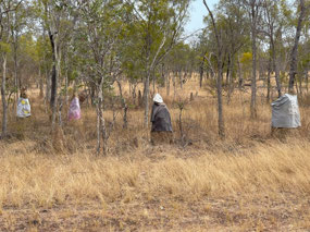 Ant mound family near Blackbull siding