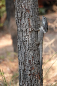 Frill necked lizard in tree behind carriage