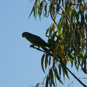 Green parrot, Cobbold Gorge