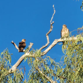 Kite family, Cobbold Gorge