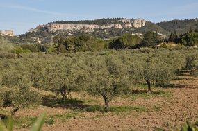 Olive groves at Moulin Castelas