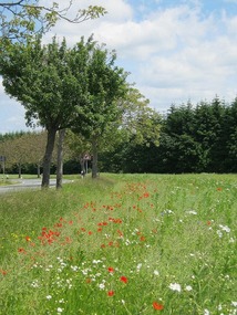 Poppies by the road