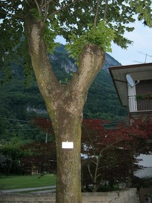 Memorial tree