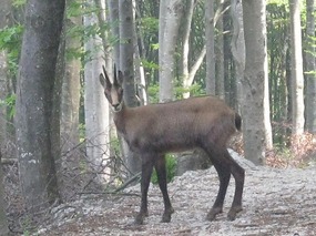 Our deer friend