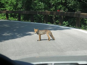 A fox on the run