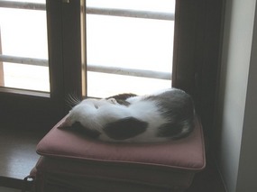 A lazy day for our other boarder