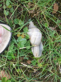 Snail