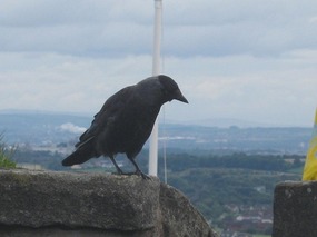 Bird