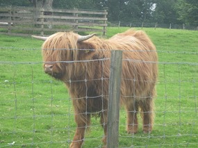 A coooo at Scone Castle