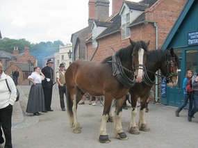 Some of the locals at Irongate