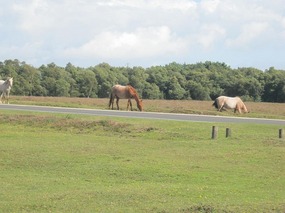 New Forest