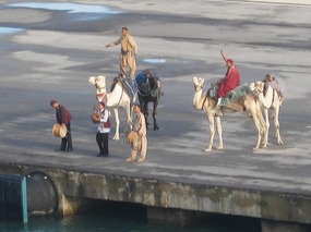 Camels at port