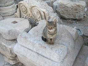 Cat Points!!