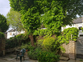 Jane and Ian's back yard
