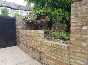 Our cleared ivy-less wall