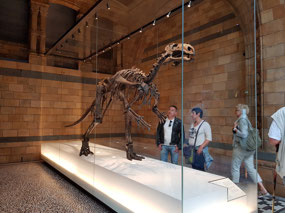 The Natural History Museum