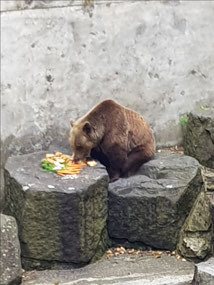 The bear guarding the castle