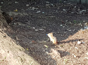 A chipmunk in the garden