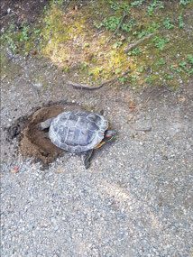 A random tortoise