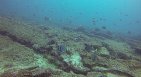 Yellowtailed Surgeonfish.