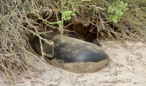 Galapagos søløver gemmer sig i skyggen.