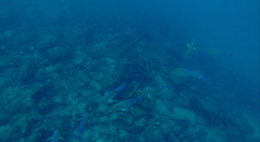 Steel Pompano fisk.