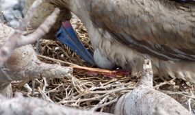 Den rødfodede sule = The red-footed Boobie med æg