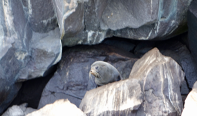 Galapagos pelssæl.