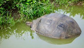 Landskildpadder har også behov for at køle sig ned