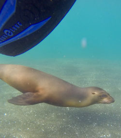 En super nysgerrig Galapagos Søløve.