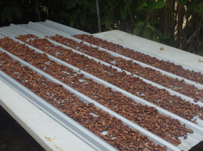 Cacao  beans drying