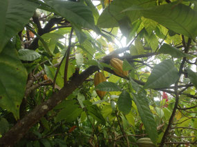 Cacao pods