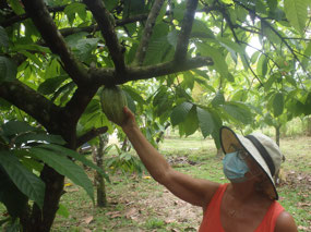 Carol picking pod