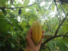 Picking a pod