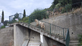 Goats do Roam - beside our apt.