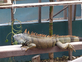 At the Iguana Project