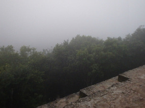 Watching the jungle wake up