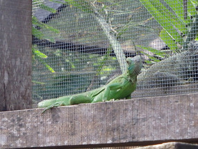 At the Iguana Project