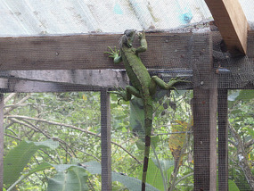 At the Iguana Project