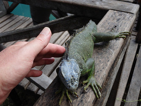 At the Iguana Project