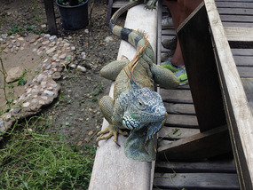 At the Iguana Project